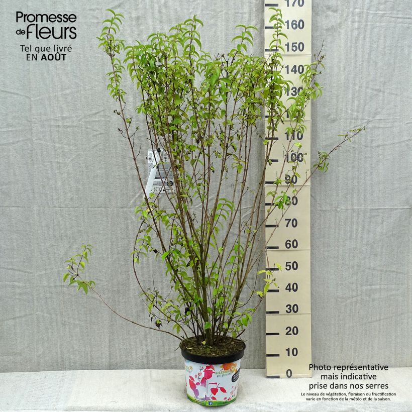 Ejemplar de Deutzia crenata Pride of Rochester Maceta 7,5L/10L entregado en verano