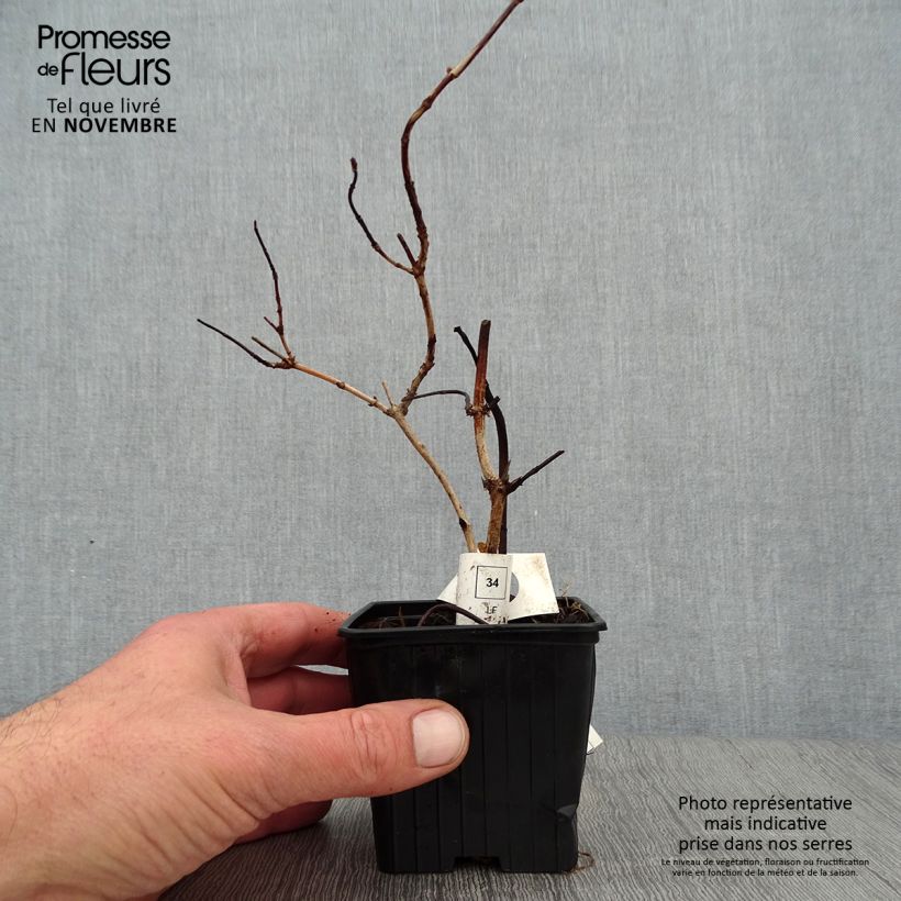 Ejemplar de Deutzia crenata Pride of Rochester Maceta de 8/9 cm entregado en otoño