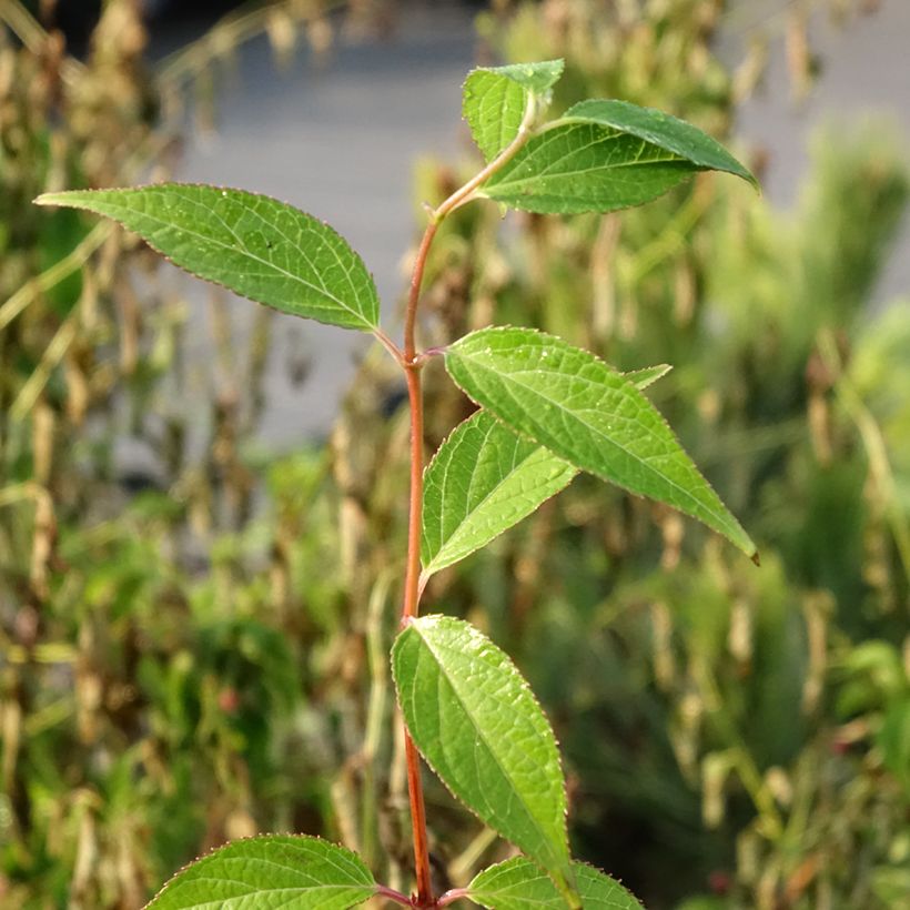 Deutzia elegantissima Rosealind (Follaje)