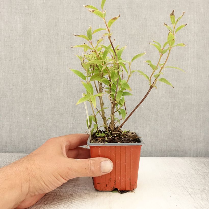 Ejemplar de Deutzia gracilis - Deutzie - godet de 8/9cm entregado en verano