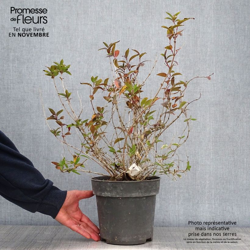 Ejemplar de Deutzia gracilis Maceta 4L/5L entregado en otoño