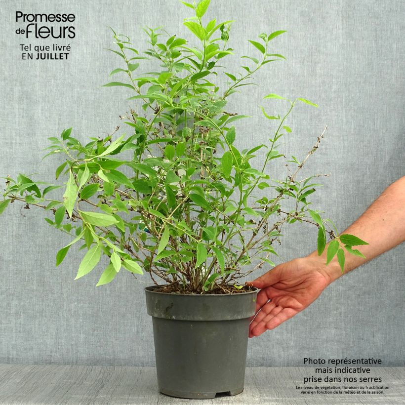 Ejemplar de Deutzia gracilis - Deutzie Pot de 4L/5L entregado en verano