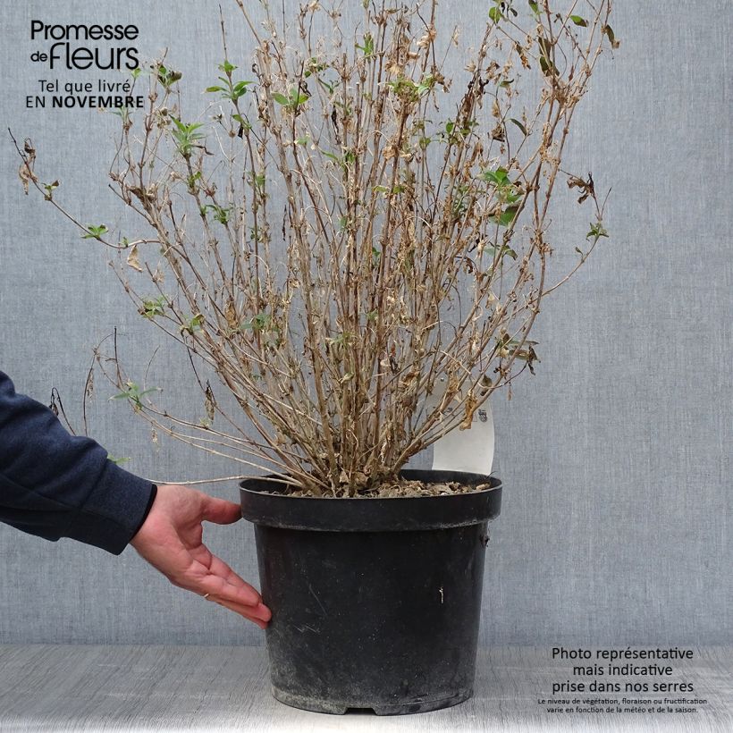 Ejemplar de Deutzia gracilis Nikko Maceta 7,5L/10L entregado en otoño