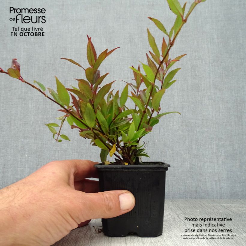Ejemplar de Deutzia gracilis Nikko Maceta de 8/9 cm entregado en otoño