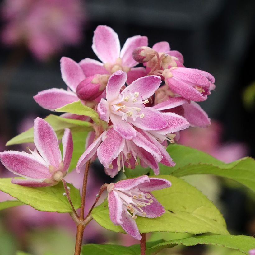 Deutzia hybrida Strawberry Fields hibrido (Floración)