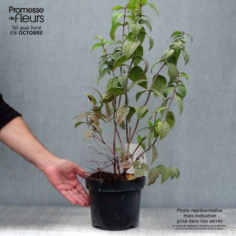 Ejemplar de Deutzia hybrida Strawberry Fields hibrido Maceta 2L/3L entregado en otoño