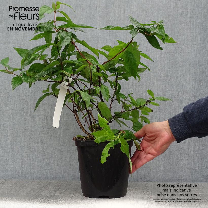 Ejemplar de Deutzia hybrida Raspberry Sundae hibrido Maceta 3L/4L entregado en otoño