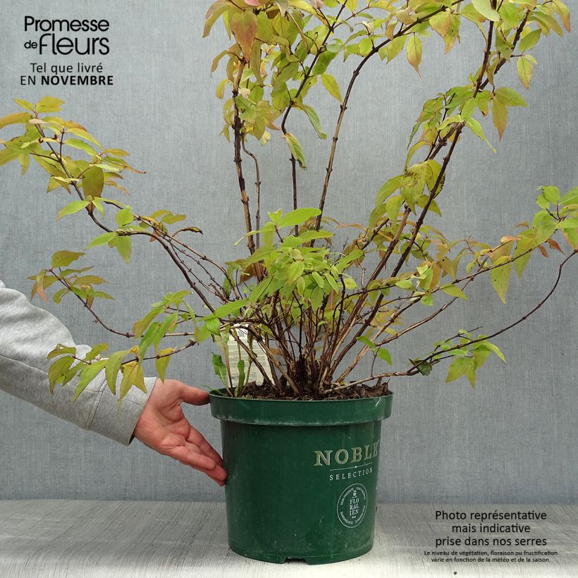 Ejemplar de Deutzia hybrida Raspberry Sundae hibrido Maceta 7,5L/10L entregado en otoño