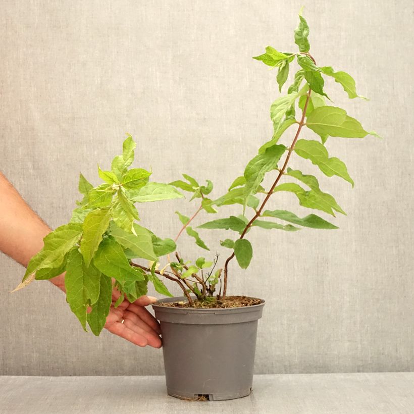 Ejemplar de Deutzia hybrida Raspberry Sundae hibrido Maceta 3L/4L entregado en verano