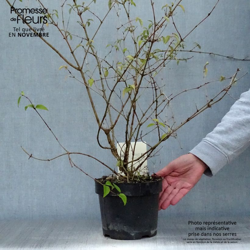 Ejemplar de Deutzia monbeigii Maceta 2L/3L entregado en otoño