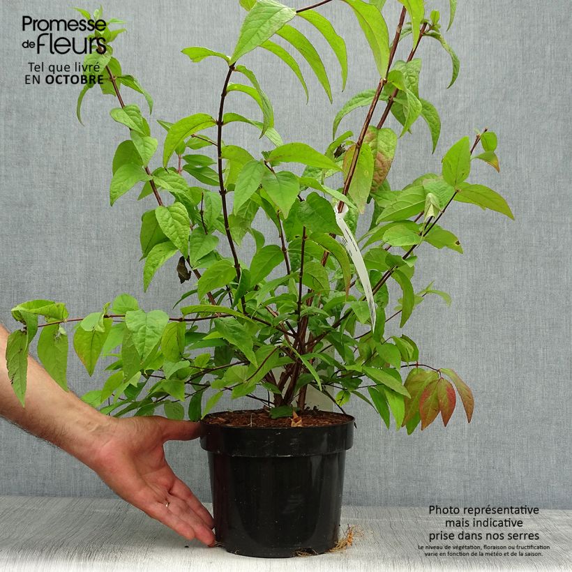 Ejemplar de Deutzia Perle Rose Maceta 3L/4L entregado en otoño
