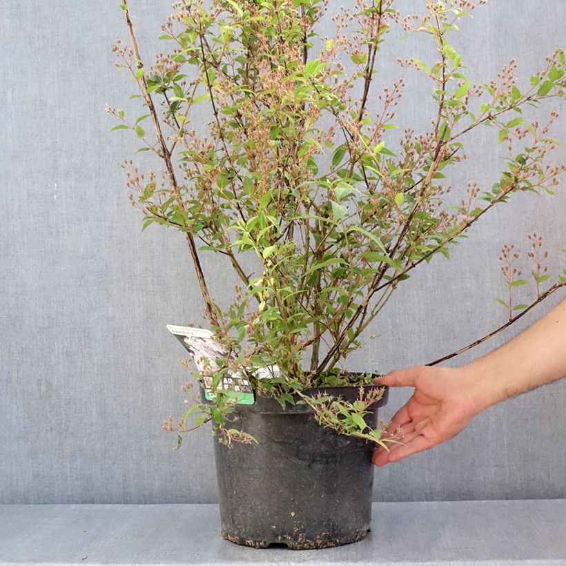Deutzia purpurascens Kalmiiflora - Deutzie en pot de 7,5L/10L Ejemplar entregado en la primavera