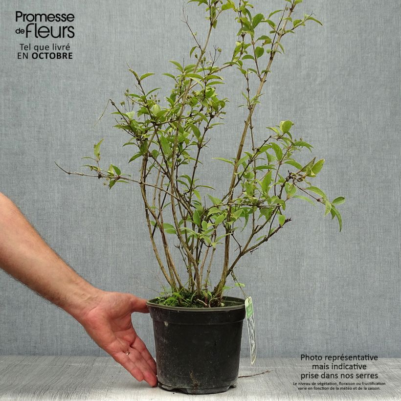 Ejemplar de Deutzia rosea Campanulata Maceta 2L/3L entregado en otoño