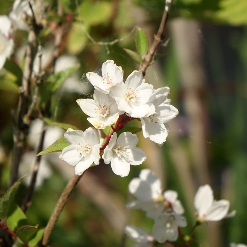 Deutzia rosea Campanulata (Floración)