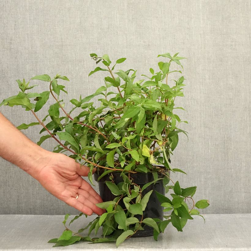 Ejemplar de Deutzia scabra Punctata Maceta 2L/3L entregado en verano