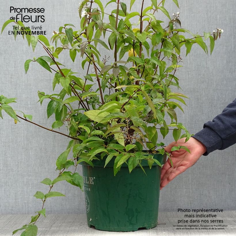 Ejemplar de Deutzia setchuenensis var. corymbiflora Maceta 7,5L/10L entregado en otoño