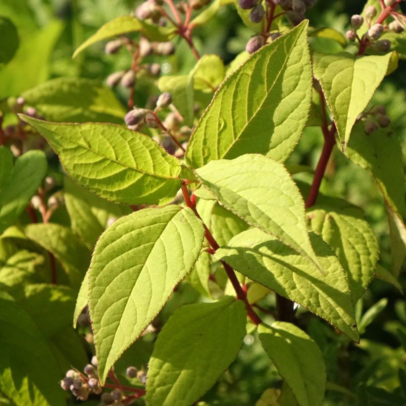 Deutzia magnifica Tourbillon Rouge (Follaje)