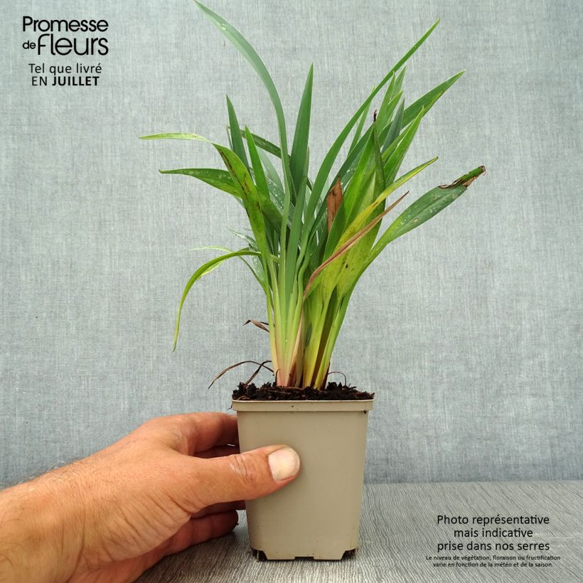 Ejemplar de Dianella revoluta Blue Stream Godet de 8/9 cm entregado en verano