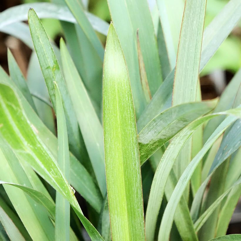 Dianella revoluta Blue Stream (Follaje)