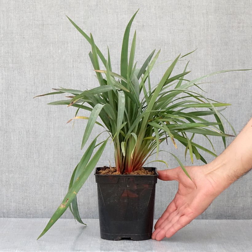 Dianella revoluta Blue Stream Pot de 2/3L Ejemplar entregado en la primavera