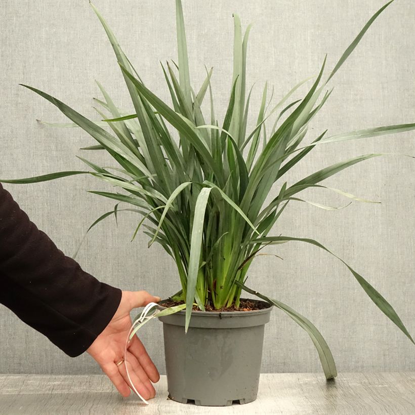 Ejemplar de Dianella caerulea Cassa Blue Maceta 2L/3L entregado en otoño