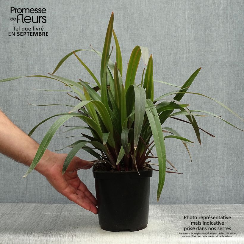 Ejemplar de Dianella tasmanica Blaze Maceta 2L/3L entregado en otoño