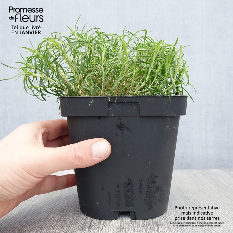 Dianthus arenarius - Clavel Maceta 2L/3L Ejemplar entregado en invierno