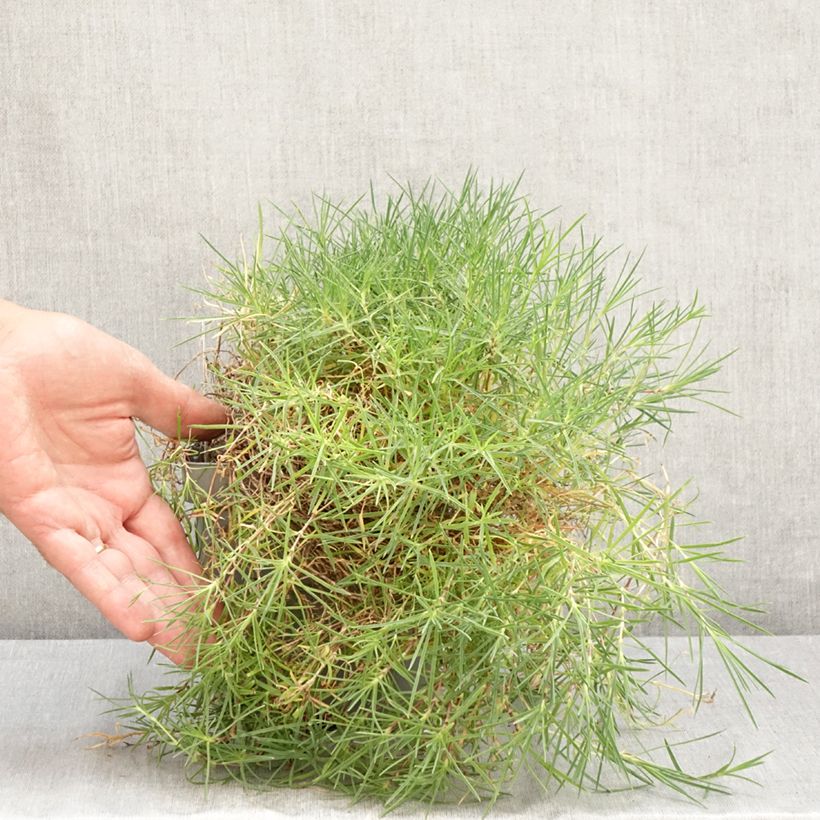Ejemplar de Dianthus arenarius - Clavel Maceta 2L/3L entregado en verano