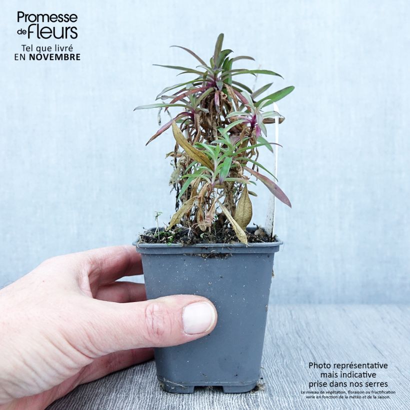 Ejemplar de Clavel del poeta Oeschberg - Dianthus barbatus Maceta de 8/9 cm entregado en otoño