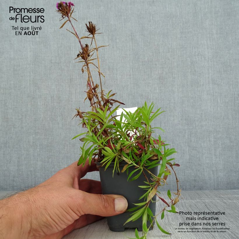Ejemplar de Clavel del poeta Oeschberg - Dianthus barbatus Maceta de 8/9 cm entregado en verano