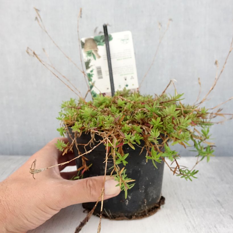 Ejemplar de Clavellina - Dianthus deltoides Maceta 1,5L/2L entregado en verano