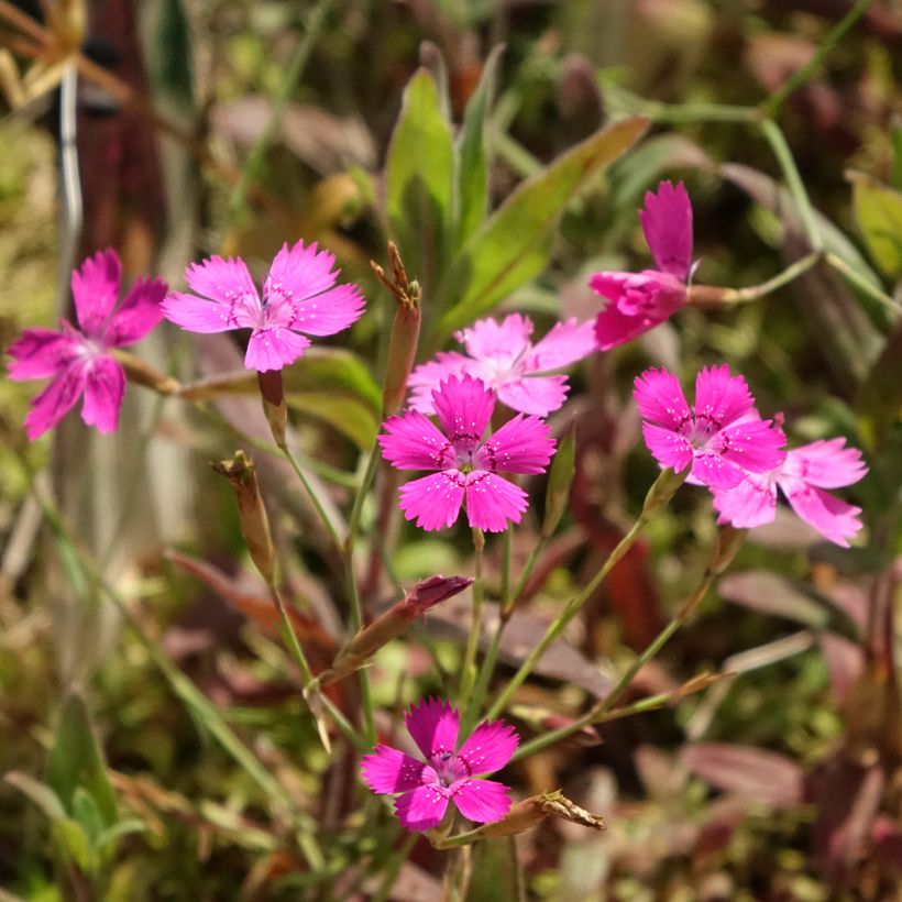 Clavellina - Dianthus deltoides (Floración)