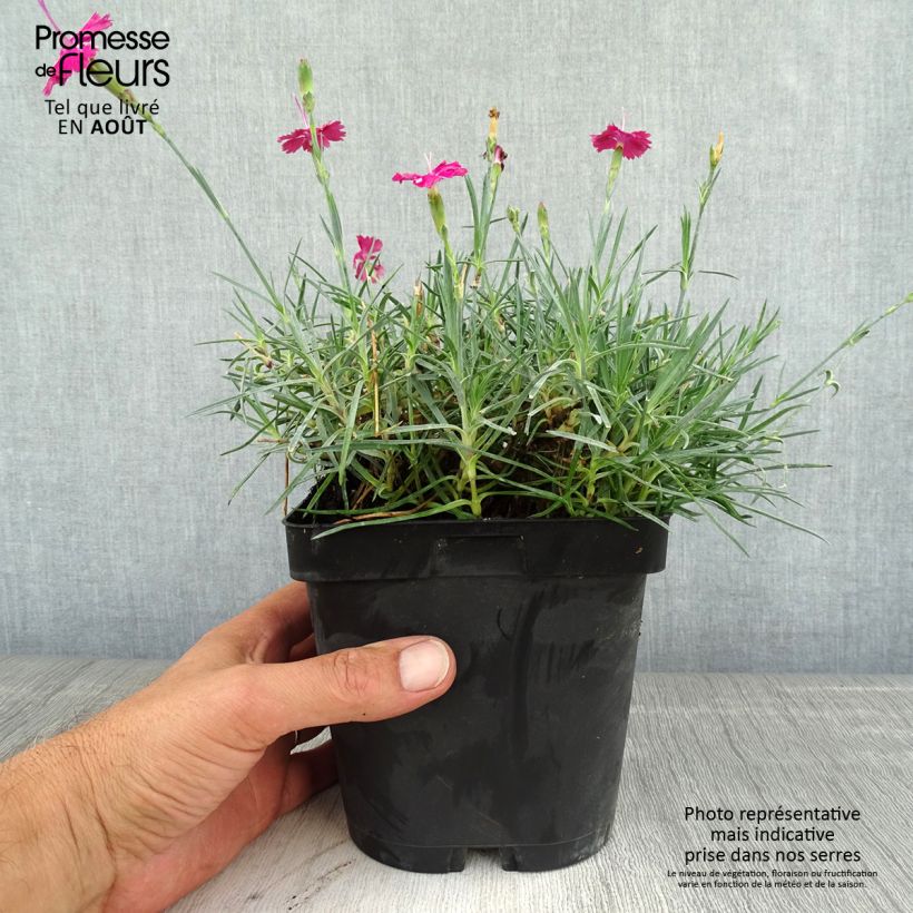 Ejemplar de Clavel - Dianthus gratianopolitanus Badenia Maceta 2L/3L entregado en verano
