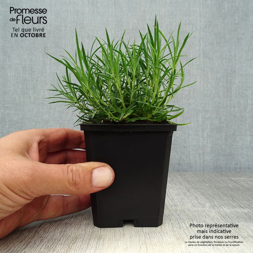 Ejemplar de Clavel - Dianthus gratianopolitanus Eydangeri Maceta de 8/9 cm entregado en otoño