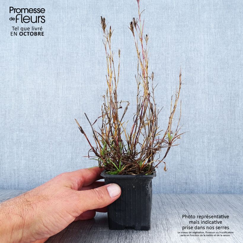 Ejemplar de Dianthus knappii - Clavel Maceta de 8/9 cm entregado en otoño
