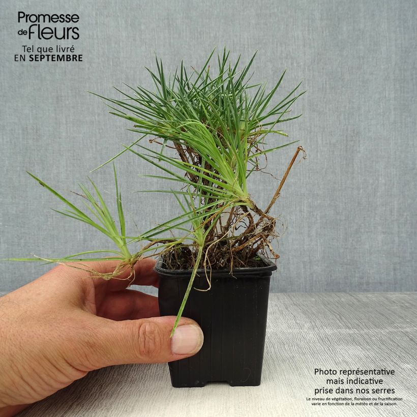 Ejemplar de Clavel coronado Desmond - Dianthus plumarius Maceta de 8/9 cm entregado en otoño