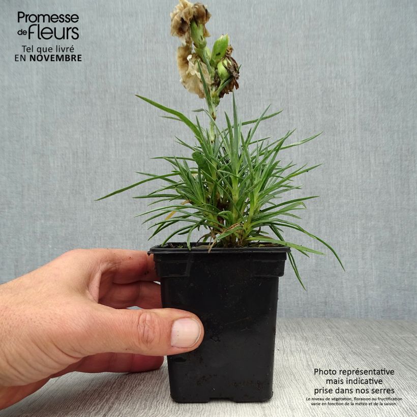 Ejemplar de Clavel coronado Devon Dove - Dianthus plumarius Maceta de 7/8 cm entregado en otoño