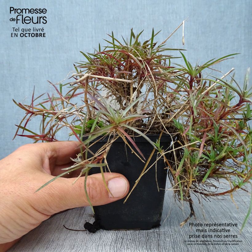 Ejemplar de Clavel coronado Maggie - Dianthus plumarius Maceta de 8/9 cm entregado en otoño