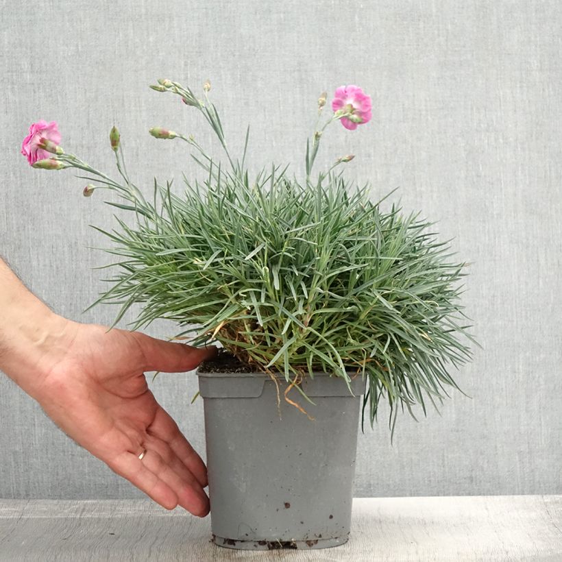 Ejemplar de Clavel coronado Moulin Rouge - Dianthus plumarius Maceta 2L/3L entregado en otoño