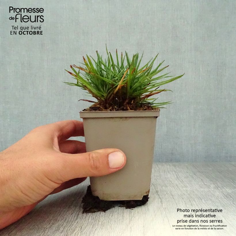 Ejemplar de Clavel coronado Munot - Dianthus plumarius Maceta de 8/9 cm entregado en otoño