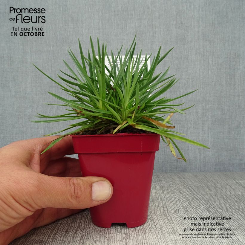 Ejemplar de Clavel coronado Passion Hot Red - Dianthus plumarius Maceta de 8/9 cm entregado en otoño