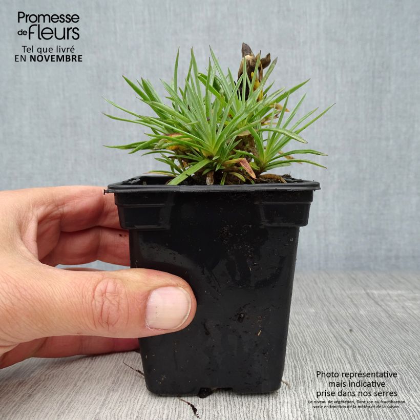Ejemplar de Clavel coronado Scent First Coconut Sundae - Dianthus plumarius Maceta de 7/8 cm entregado en otoño