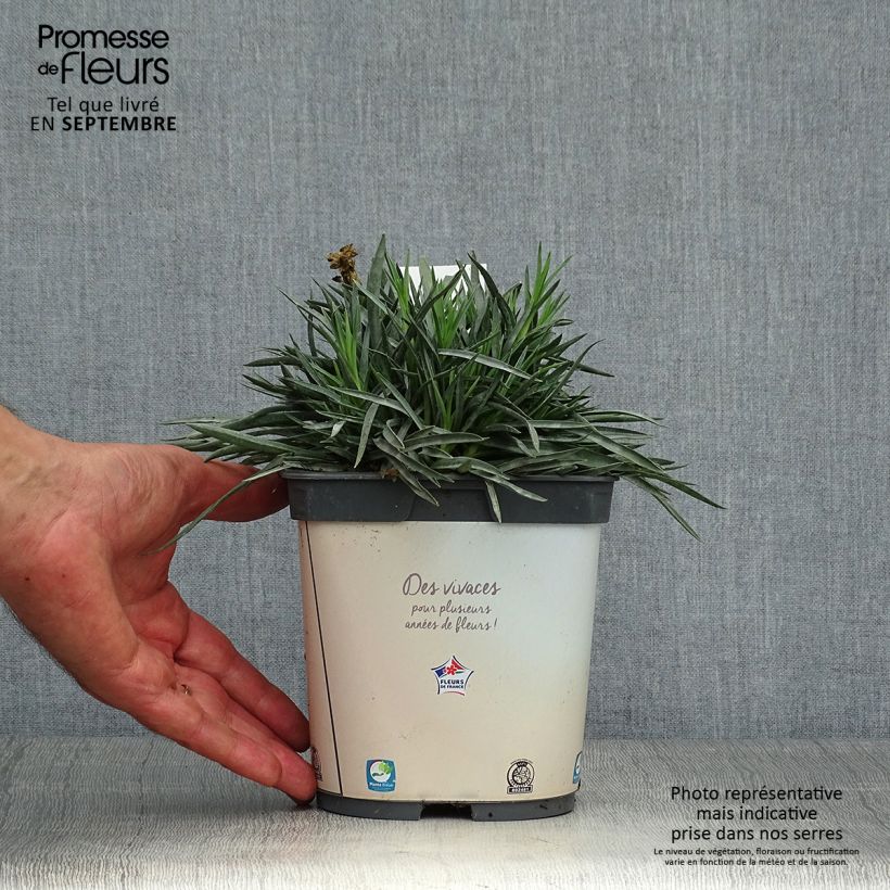 Ejemplar de Clavel coronado Scent First Memories - Dianthus plumarius Maceta 2L/3L entregado en otoño