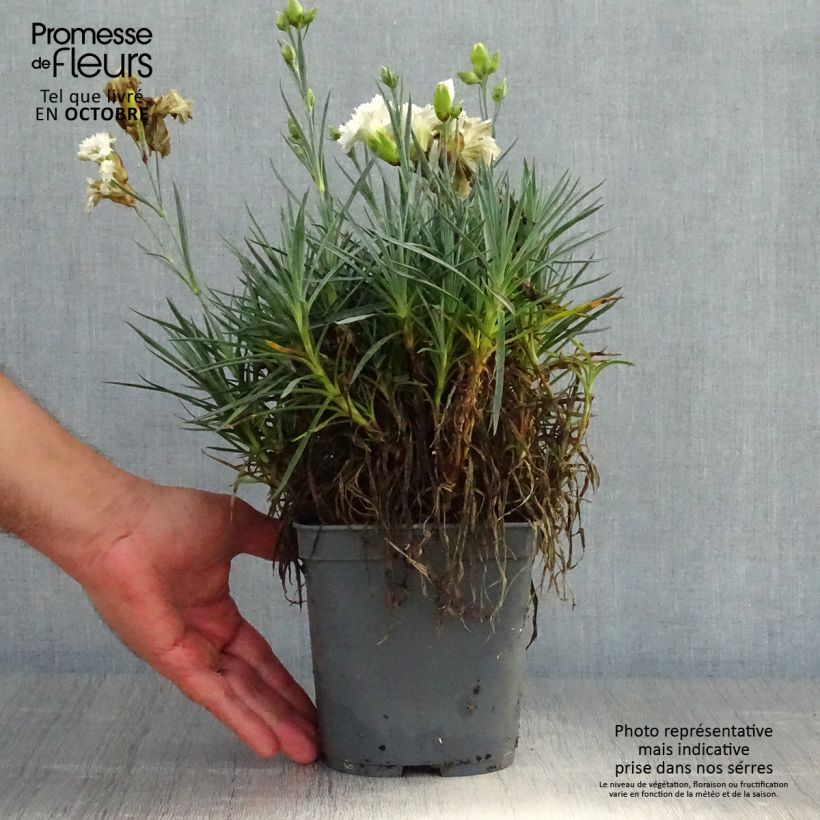 Ejemplar de Clavel coronado Scent First Romance - Dianthus plumarius Maceta 2L/3L entregado en otoño