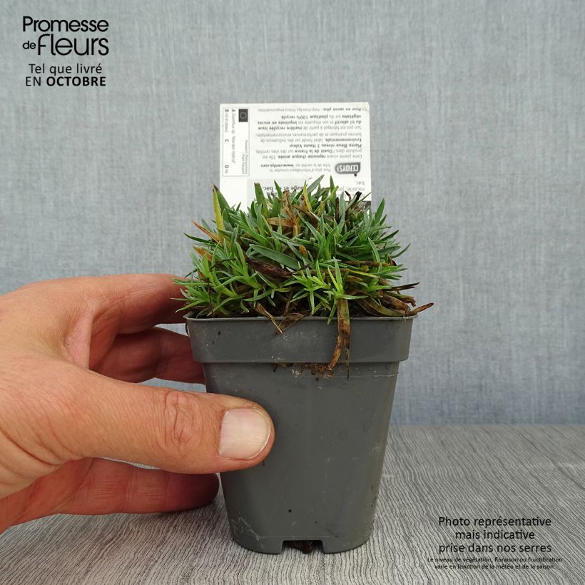 Ejemplar de Clavel coronado Warden Hybrid - Dianthus plumarius Maceta de 8/9 cm entregado en otoño