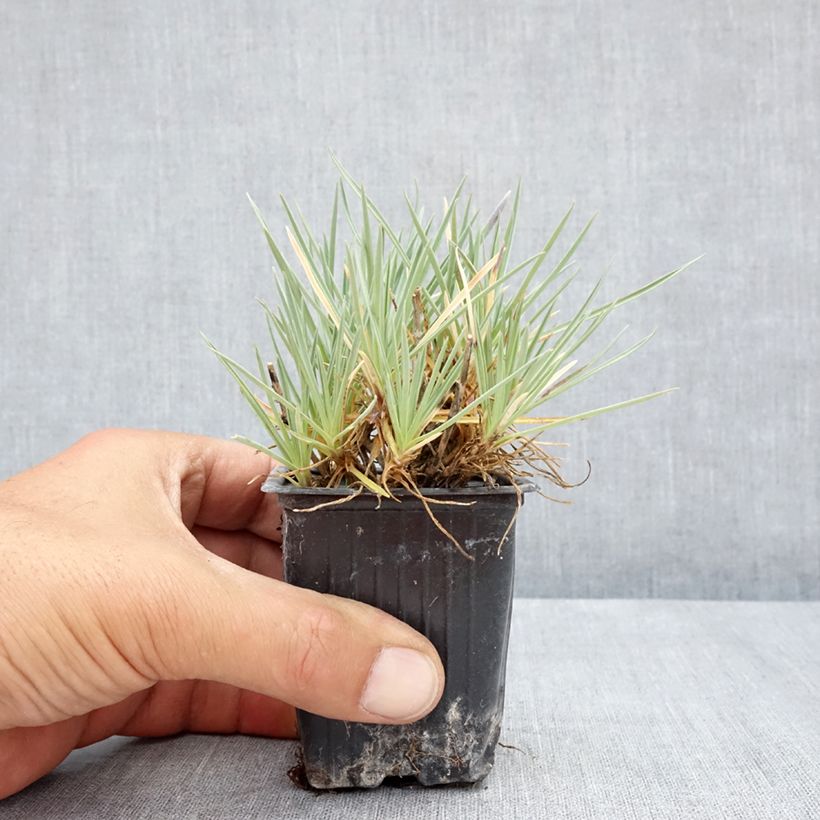 Ejemplar de Dianthus Pop Star - Clavel Maceta de 8/9 cm entregado en verano