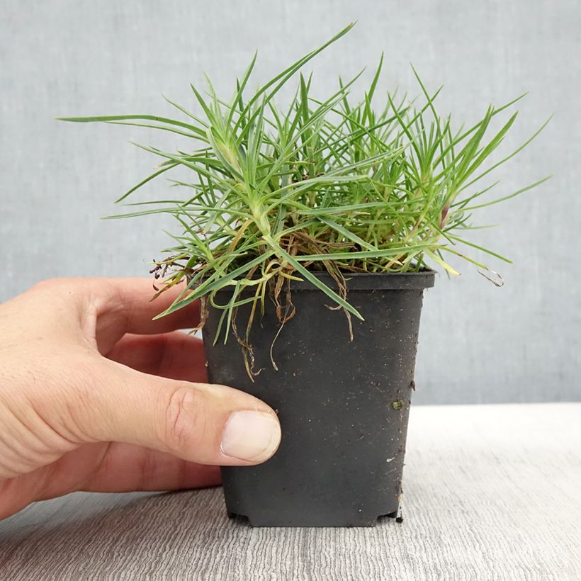 Ejemplar de Dianthus spiculifolius - Clavel Maceta de 8/9 cm entregado en otoño