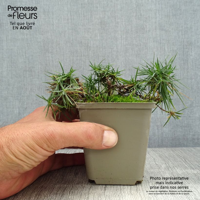 Ejemplar de Dianthus spiculifolius - Clavel Maceta de 8/9 cm entregado en verano