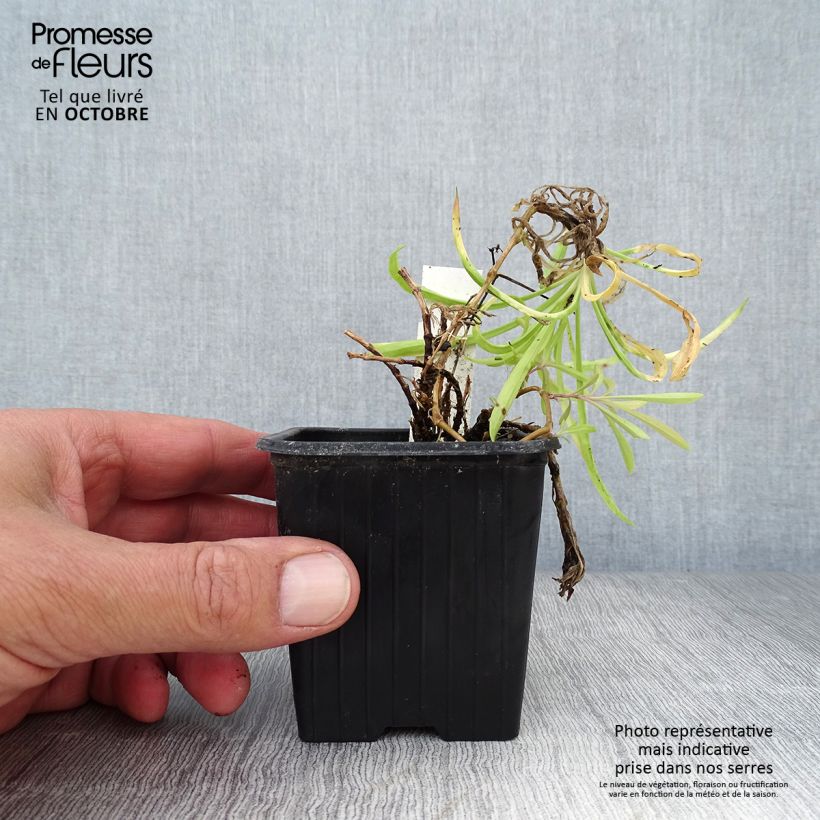 Ejemplar de Dianthus superbus - Clavelito común Maceta de 8/9 cm entregado en otoño
