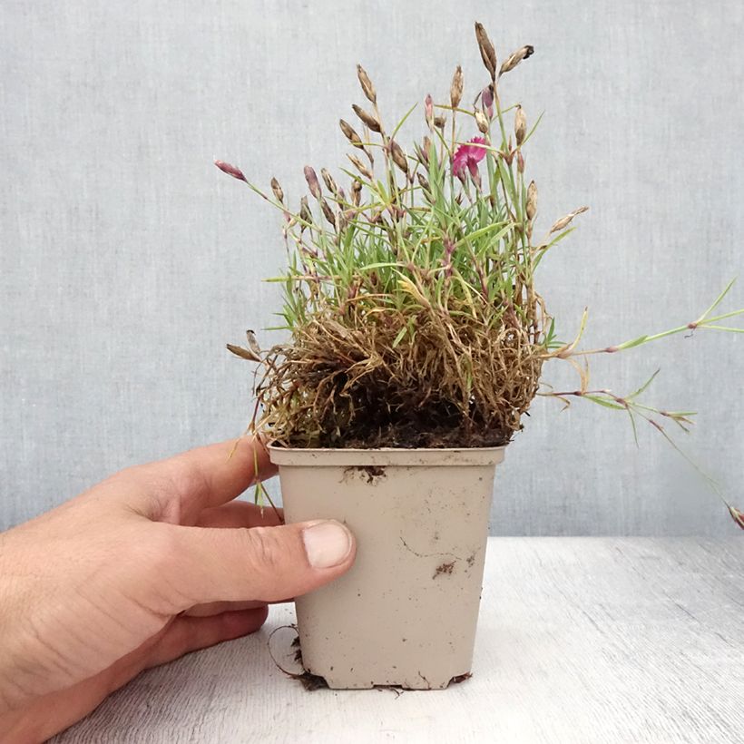 Ejemplar de Dianthus Vivid Bright Light - Clavel Maceta de 8/9 cm entregado en verano